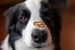 zullen u trouwen mij. grappig portret van schattig puppy hond grens collie Holding twee gouden bruiloft ringen Aan neus, dichtbij omhoog. verloving, huwelijk, voorstel concept. foto