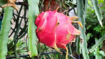 draak fruit dat is rood en rijp Aan de boom 01 foto