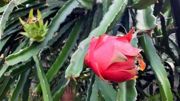 rood draak fruit dat is rijp Aan de boom en groen Aan de terug 02 foto