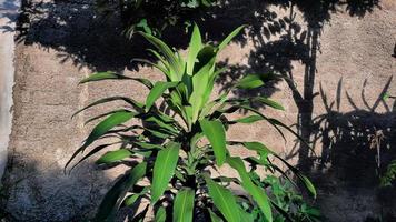 de dracena fabriek in de zon en tegen de muur 01 foto