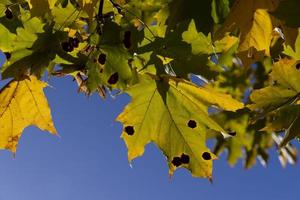 herfst park met bomen gedurende blad vallen foto