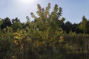 herfst Woud met bomen gedurende blad vallen foto