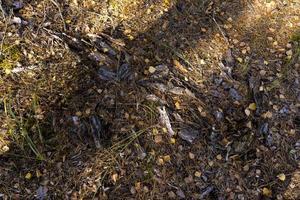 herfst natuur met bomen gedurende de vallen van kleurrijk gebladerte foto