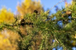 net takken met groen naalden in zonnig weer foto