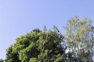 bomen in een gemengd Woud in zomer foto