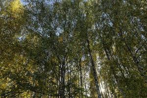 herfst Woud met een groot aantal van berk bomen foto