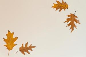 herfst samenstelling. kader gemaakt van herfst eik bladeren Aan een beige achtergrond. vlak lay-out, top visie, kopiëren ruimte foto