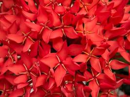 detailopname van Ashoka of Saraca asoca bloemen bloeiend in de tuin foto