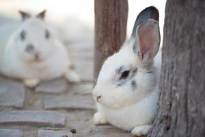 konijn Aan groen gras. huis decoratief konijn buitenshuis. weinig konijn, jaar van de konijn dierenriem, Pasen konijn. foto