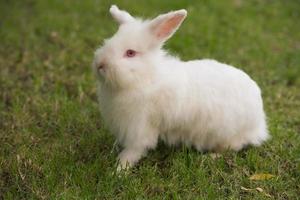 konijn Aan groen gras. huis decoratief konijn buitenshuis. weinig konijn, jaar van de konijn dierenriem, Pasen konijn. foto
