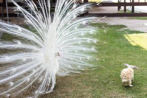 Pauw achtervolgen konijn Aan groen gras. huis decoratief konijn buitenshuis. weinig konijn, jaar van de konijn dierenriem, Pasen konijn. foto