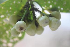 dichtbij omhoog van water guava met wazig achtergrond in de tuin. mooi zo voor Gezondheid omdat het bevat veel van vitamines en voedingsstoffen. foto