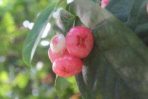 onscherp foto van rood guava fruit hangende Aan boom.