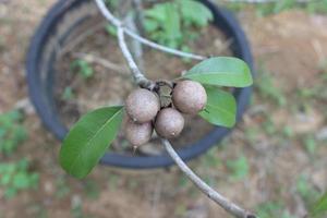selectief focus van sapodilla fruit in de tuin met wazig achtergrond. de wetenschappelijk naam is Manilkara zapota ik. andere namen van deze fruit zijn sapota en neusbes. foto