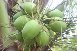 onscherp foto van rood guava fruit hangende Aan boom.