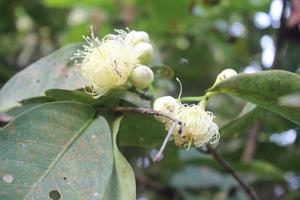 onscherp foto van rood guava fruit hangende Aan boom.