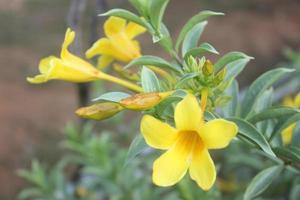 dichtbij omhoog van mooi allamanda cathartica bloem in tuin. deze bloem is ook gebeld de gouden trompet, geel klok of boterbloem bloem. meestal gebruikt voor sier- planten buitenshuis. foto