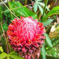 etlingera elatior in de tuin foto