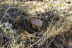 Woud champignons met een bruin pet foto