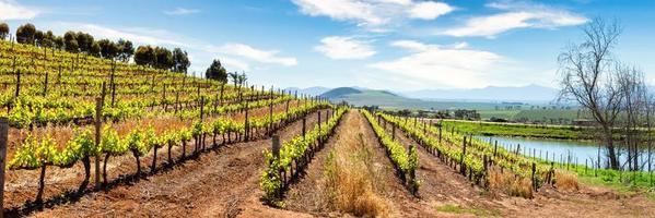 panoramisch uitzicht op wijngaard