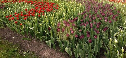 tulpen. geweldig voorjaar bloemen foto