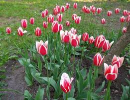 roze tulpen. geweldig voorjaar bloemen foto