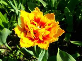 oranje tulp. een geweldig voorjaar bloem foto
