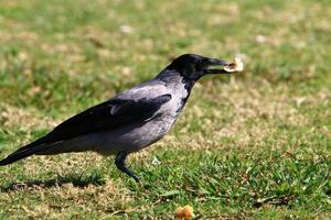 met een kap kraai in een stad park in Israël foto