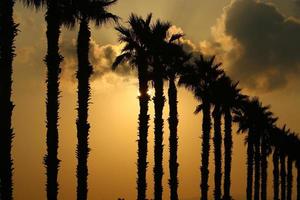 palm bomen in stad park gedurende zonsopkomst foto