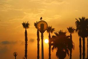 palm bomen in stad park gedurende zonsopkomst foto