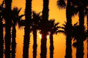 palm bomen in stad park gedurende zonsopkomst foto