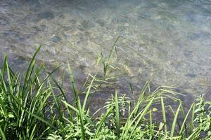 vegetatie Aan de banken van een rivier- in noordelijk Israël foto