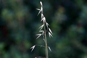 veld- aartjes natuurlijk droog bloemen 80 centimeter hoog. foto