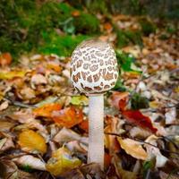 paddestoel groeit tussen gedaald herfst bladeren foto