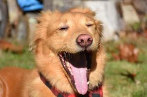 geeuwen yarmouth toller hond met zijn mond breed foto