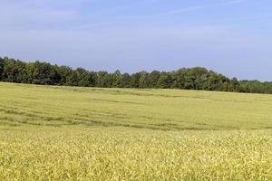 een agrarisch veld- waar rijpen ontbijtgranen tarwe groeit foto