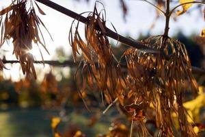 herfst park met bomen gedurende blad vallen foto