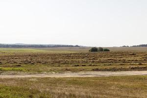 een veld- met granen in de zomer foto