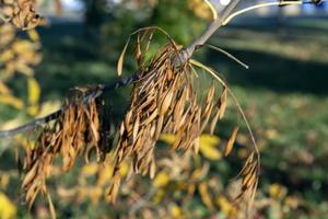 herfst park met bomen gedurende blad vallen foto