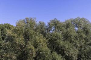 gemengd Woud met bomen van verschillend soorten in de zomer seizoen foto