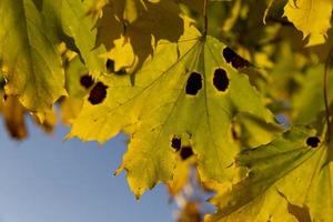 esdoorn- gebladerte dat heeft veranderd kleur in herfst foto