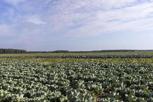 agrarisch veld- waar kool is gegroeid in kool foto