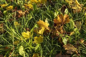 esdoorn- gebladerte dat heeft veranderd kleur in herfst foto