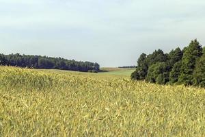 een agrarisch veld- waar rijpen ontbijtgranen tarwe groeit foto