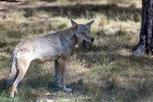 grijs wolf in de Woud foto