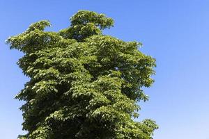 een verscheidenheid van bomen groeit in de park foto