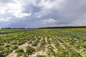 agrarisch veld- waar kool is gegroeid in kool foto