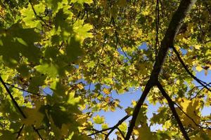 vergeling esdoorn- gebladerte in de herfst seizoen foto