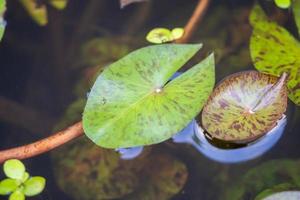 lotus bladeren dichtbij omhoog in de vijver foto