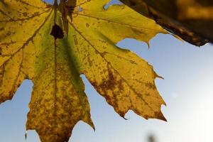 esdoorn- gebladerte dat heeft veranderd kleur in herfst foto